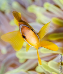 Found Nemo! 
 
Shot with Olympus E-PL5, Nauticam housin... by Alexia Dunand 